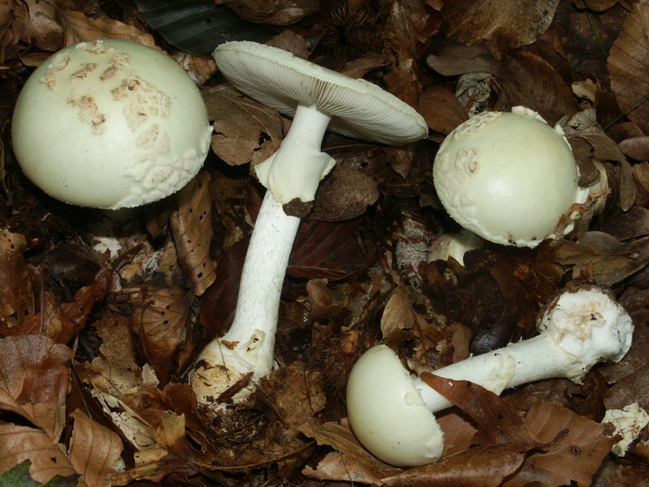 Amanita citrina