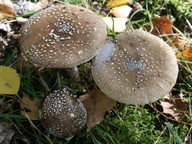 Amanita pantherina