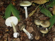 Amanita phalloides