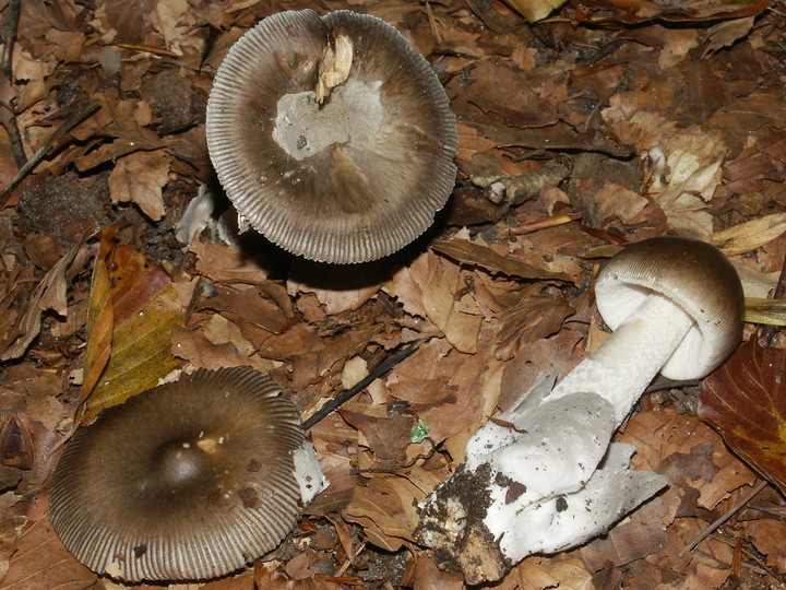 Amanita battarae