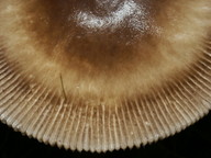 Amanita battarae