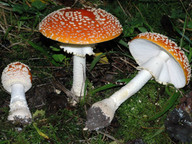 Amanita muscaria f. formosa