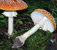 Amanita muscaria f. formosa