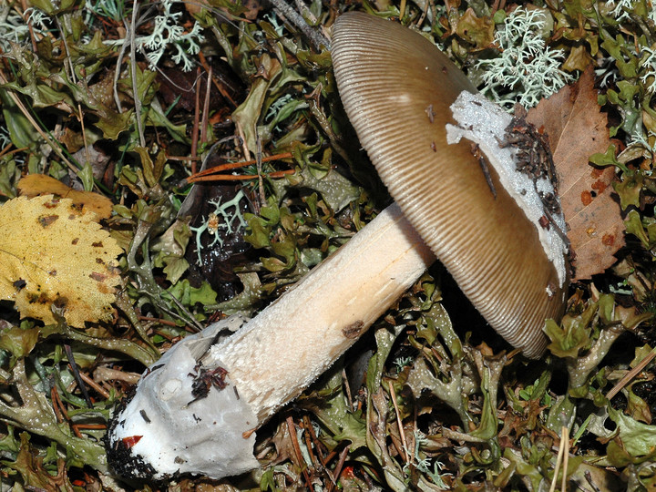 Amanita submembranacea