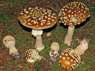 Amanita muscaria var. regalis