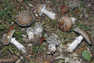 Amanita spissa