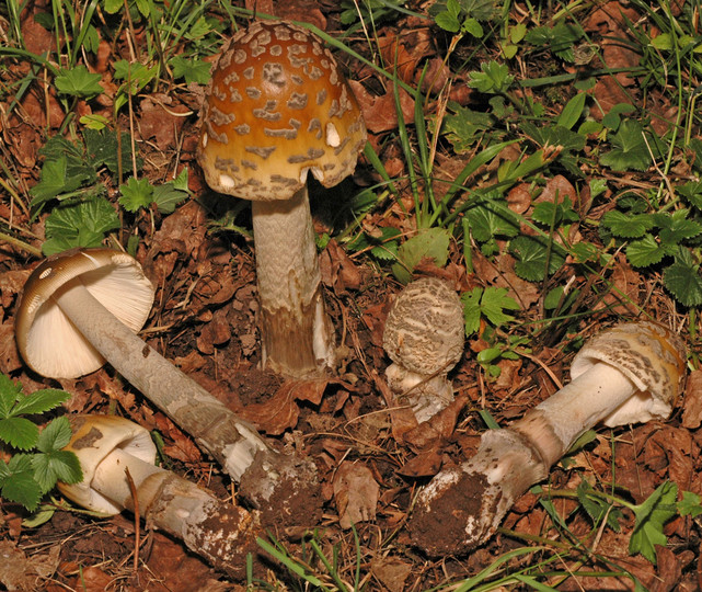 Amanita ceciliae