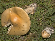 Amanita flavescens