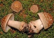 Amanita rubescens