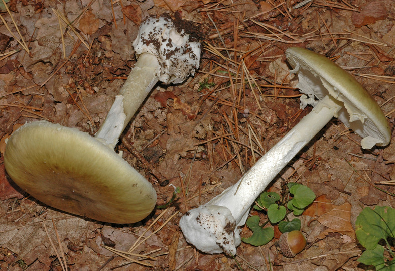 Amanita phalloides