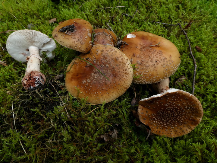 Amanita rubescens