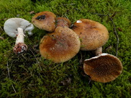 Amanita rubescens