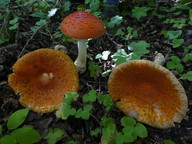 Amanita muscaria f. formosa