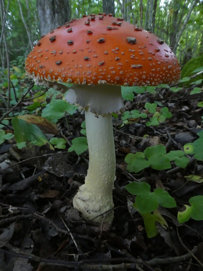 Amanita muscaria f. formosa