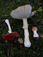 Amanita muscaria f. formosa