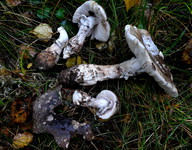 Amanita pantherina