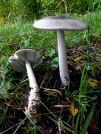 Amanita vaginata