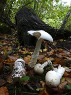 Amanita vaginata f. alba