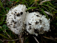 Amanita solitaria