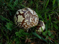 Amanita muscaria var. regalis