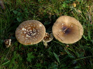 Amanita muscaria var. regalis