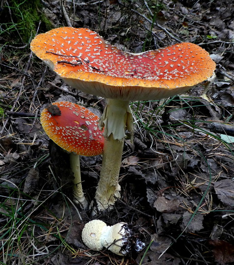 Amanita muscaria f. formosa