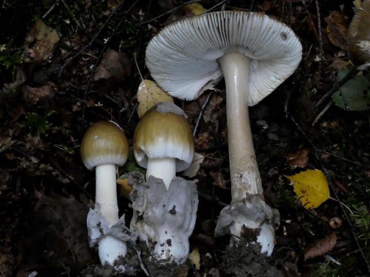 Amanita submembranacea