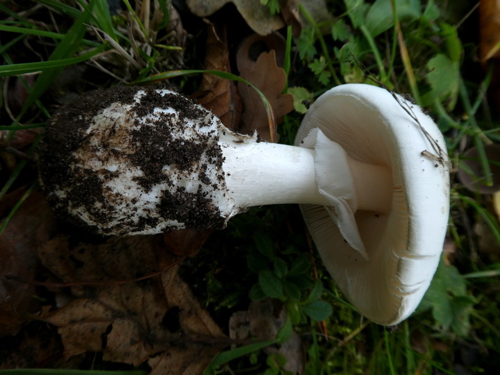 Amanita phalloides var. alba