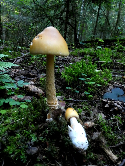 Amanita crocea