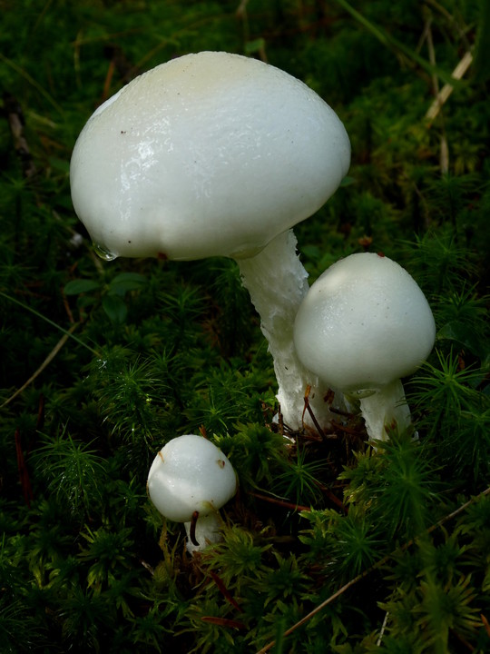 Amanita virosa