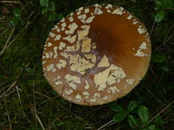 Amanita muscaria var. regalis