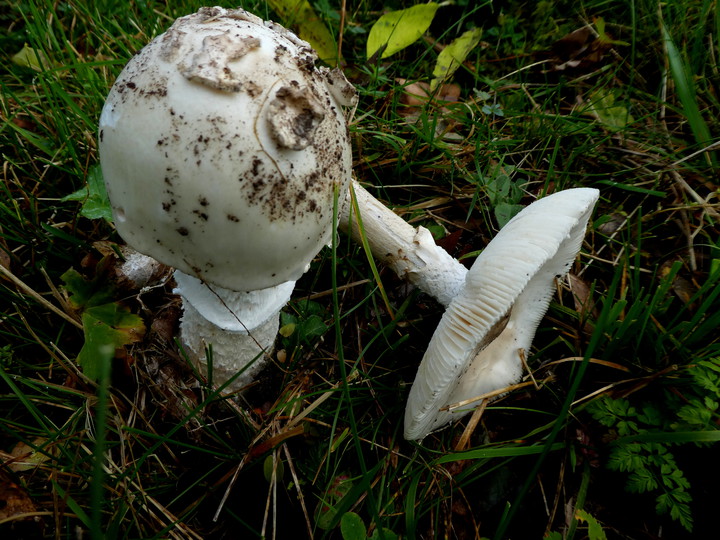 Amanita vaginata f. alba