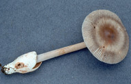 Amanita battarae