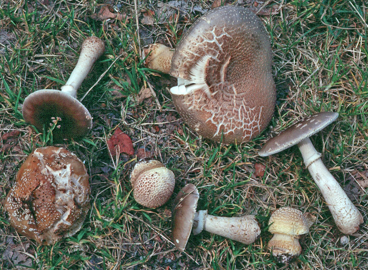 Amanita franchetii