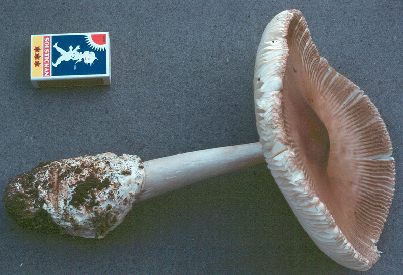 Amanita pachyvolvata