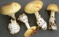 Amanita phalloides