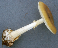 Amanita phalloides