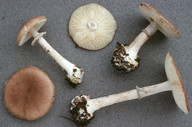 Amanita porphyria