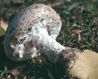 Amanita solitaria f. strobiliformis