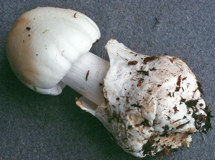 Amanita virosa