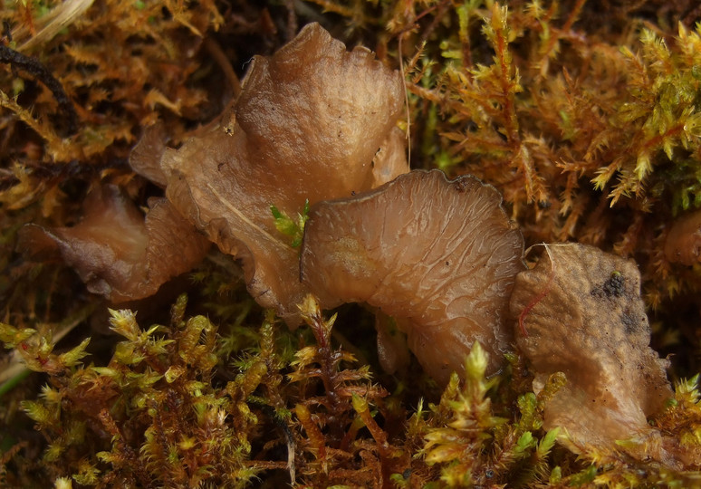 Arrhenia acerosa