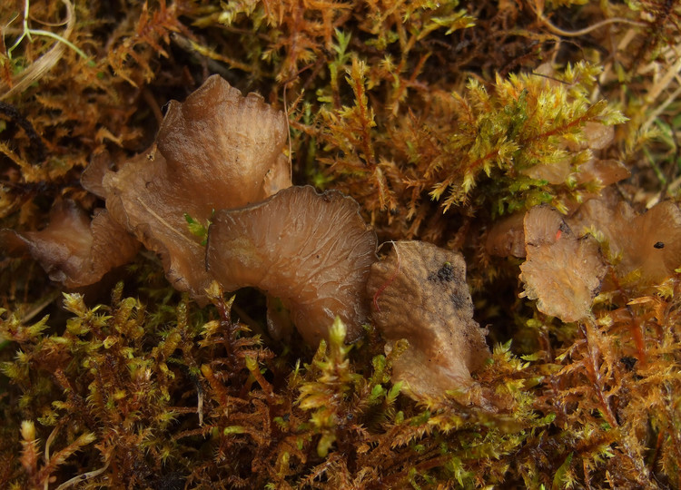 Arrhenia acerosa