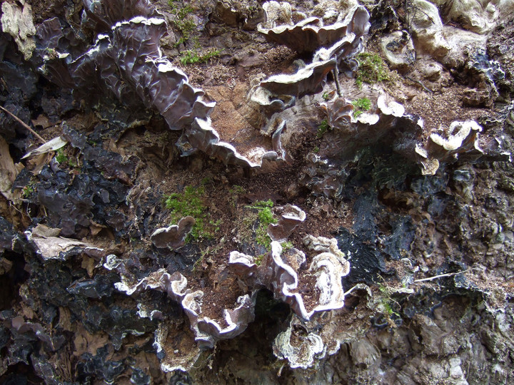 Auricularia mesenterica