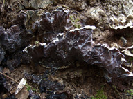 Auricularia mesenterica