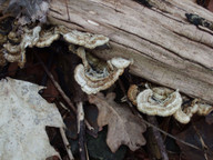 Auricularia mesenterica