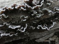 Auricularia mesenterica