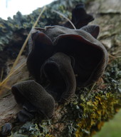 Auricularia auricula-judae