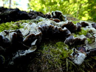 Auricularia mesenterica