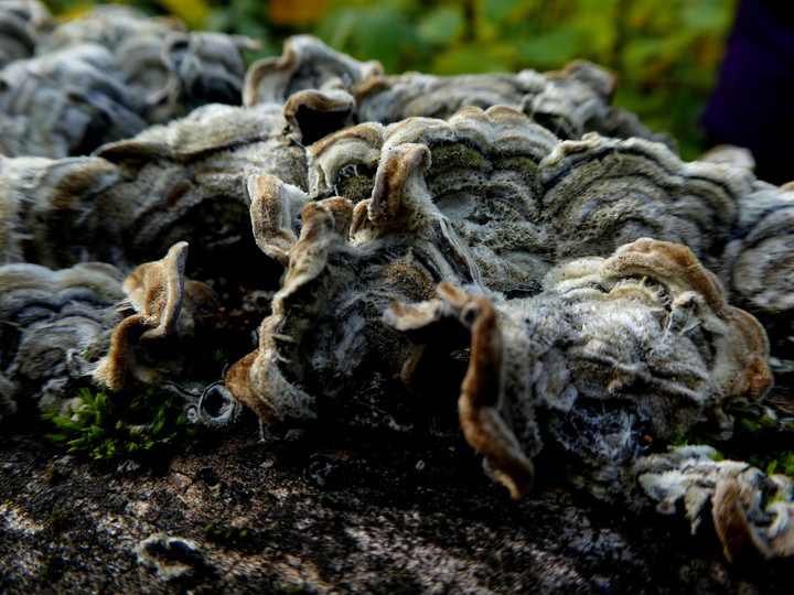 Auricularia mesenterica