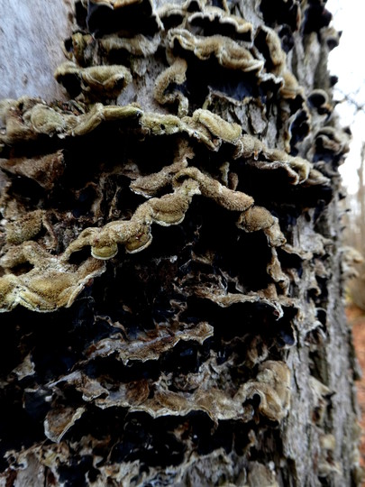 Auricularia mesenterica